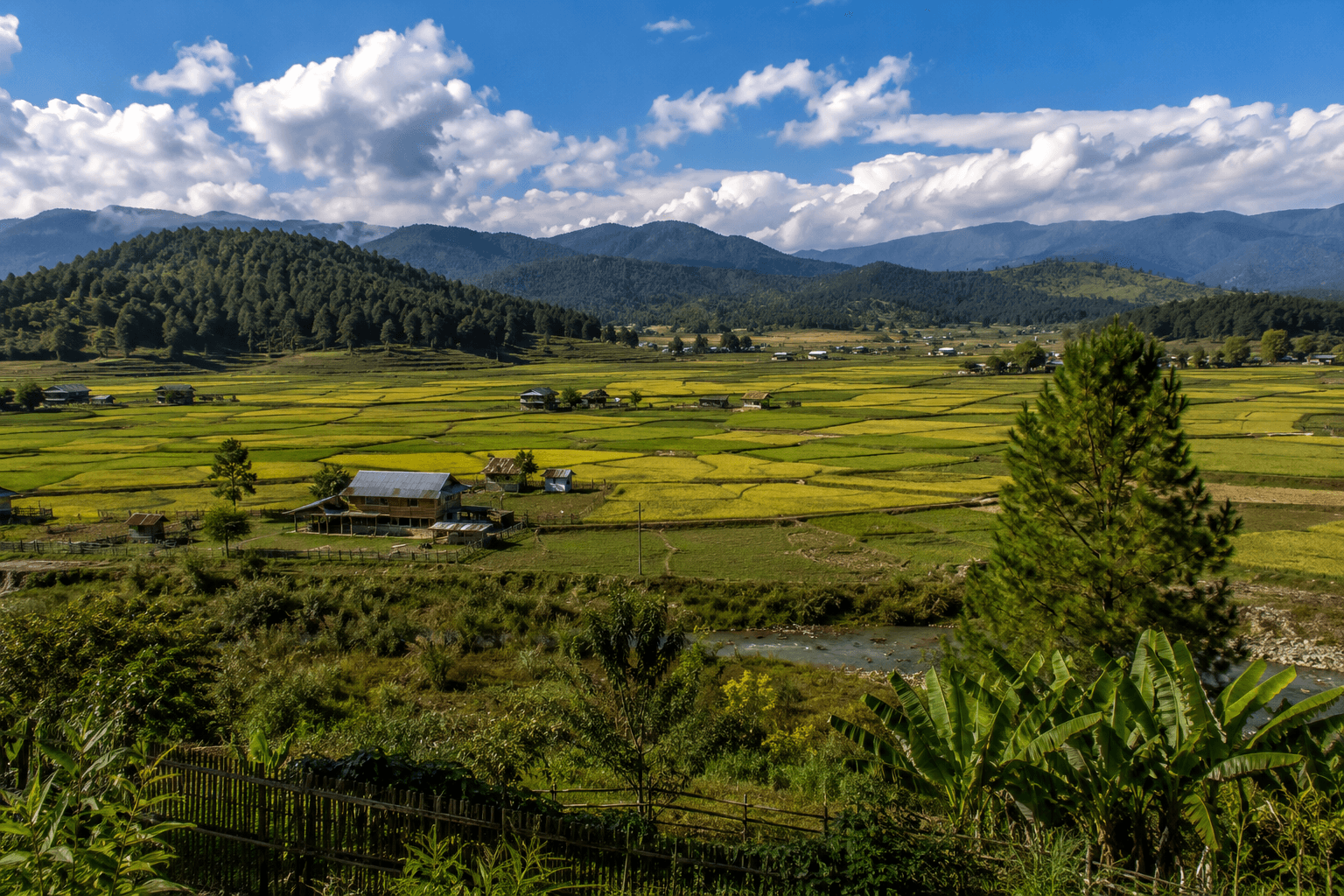 Ziro Valley